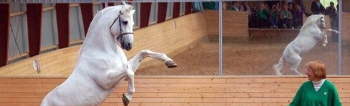 Højde: 146 cm i stg.