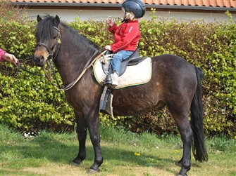 William er en dartmoorpony født i 2004. Han er ca. 121 i stangmål, er en dejlig robust lille pony med temperamentet i orden. Han har en rigtig god travbevægelse, så det kræver lidt balance at følge hans bevægelser.