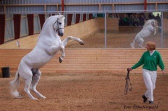 Marvel van Graaf Janshof