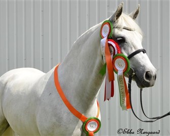 Skærgårdens Secret Love
Mare of the Year as 2 yearolds 2010
Mare of the year  2014 with 10 for type
Qualified to Sportsponys final Championship in dressage for 5 year olds