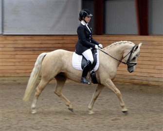 Golden 4 yo at her first youngsterclass in dressage