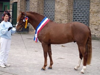 Skærgårdens First Night
Sioegerhengst in Neumünster, Germany 2010
B-pony in showjumping
Winner of the qualification to Danish Sportponies Championship in both showjumping and dressage as 4 years old. SOLD to INDONESIA 2014
