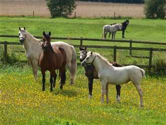 Foals and mares in the sun 2011.
