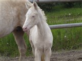 Filly foal
Skærgårdens Blond Love