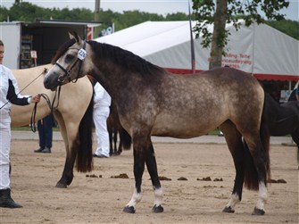 Electric Love 2 yo at the National Show in Herning